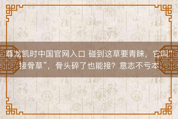 尊龙凯时中国官网入口 碰到这草要青睐，它叫“接骨草”，骨头碎了也能接？意志不亏本